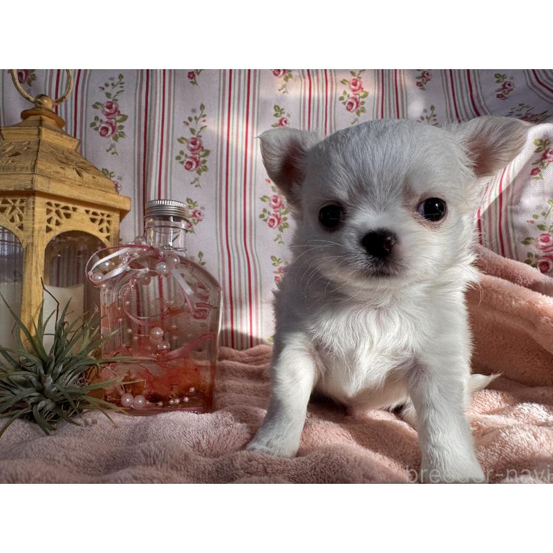 販売中の福岡県のチワワ(ロングコート)-435487の10枚目