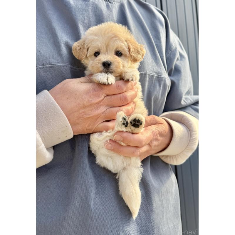 販売中の千葉県のマルプー:マルチーズ×トイプードル-432338の12枚目