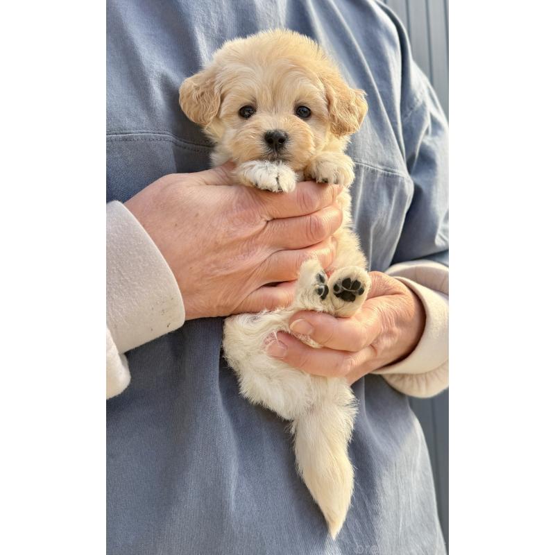 販売中の千葉県のマルプー:マルチーズ×トイプードル-432338の11枚目
