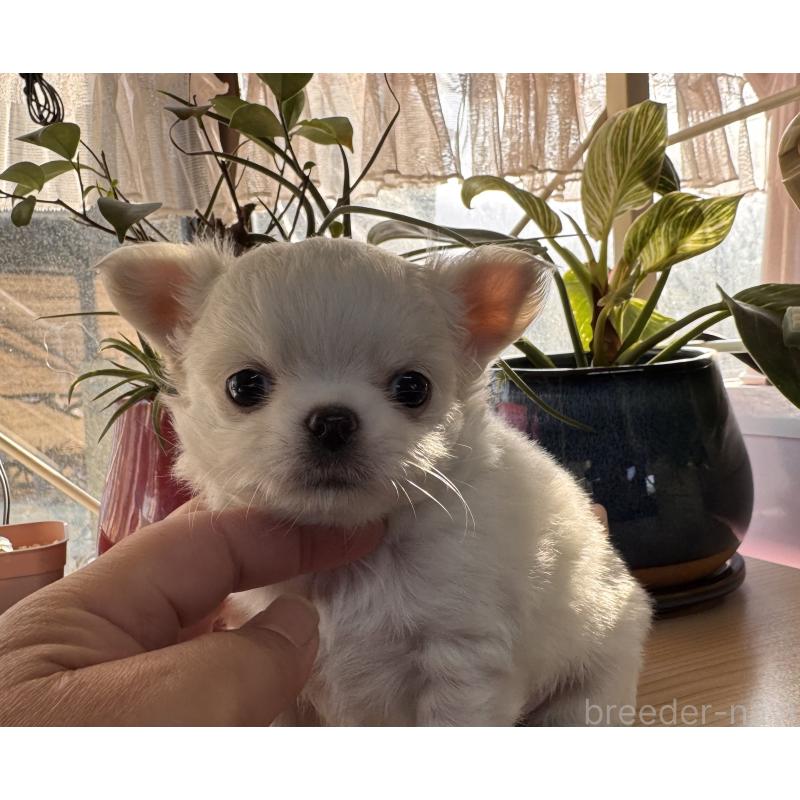 販売中の福岡県のチワワ(ロングコート)-435487の9枚目