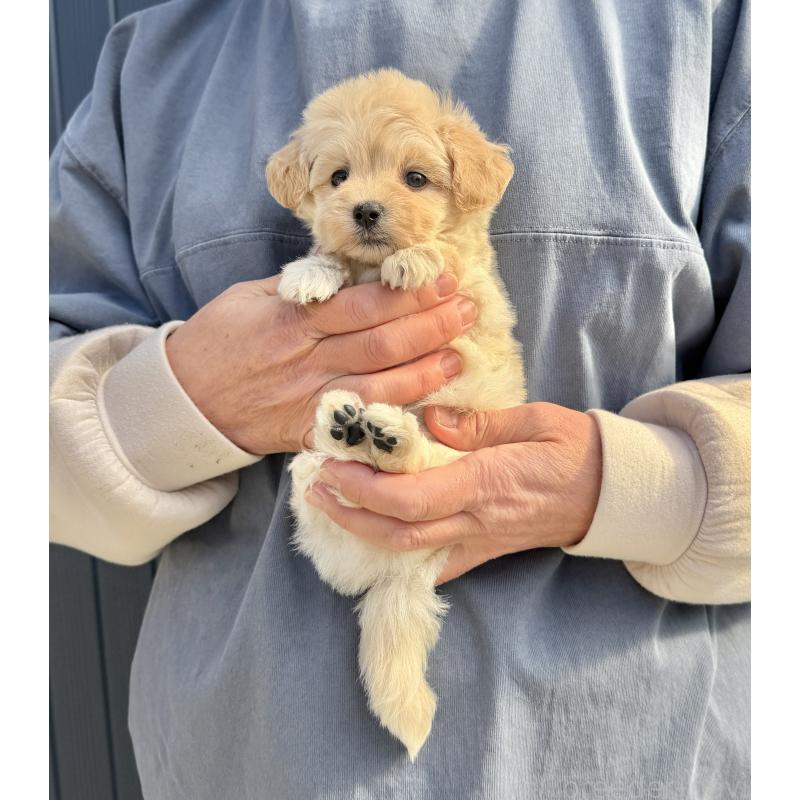 販売中の千葉県のマルプー:マルチーズ×トイプードル-432338の10枚目