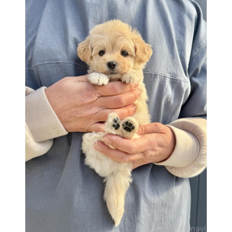 販売中の千葉県のマルプー:マルチーズ×トイプードル-432338の9枚目