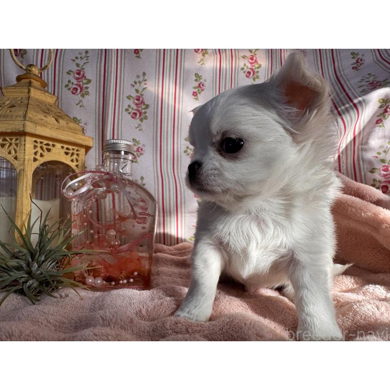 販売中の福岡県のチワワ(ロングコート)-435487の8枚目