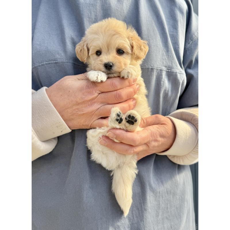 販売中の千葉県のマルプー:マルチーズ×トイプードル-432338の8枚目