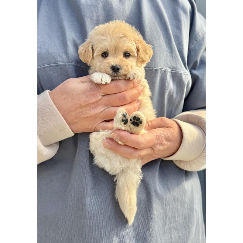 販売中の千葉県のマルプー:マルチーズ×トイプードル-432338の7枚目