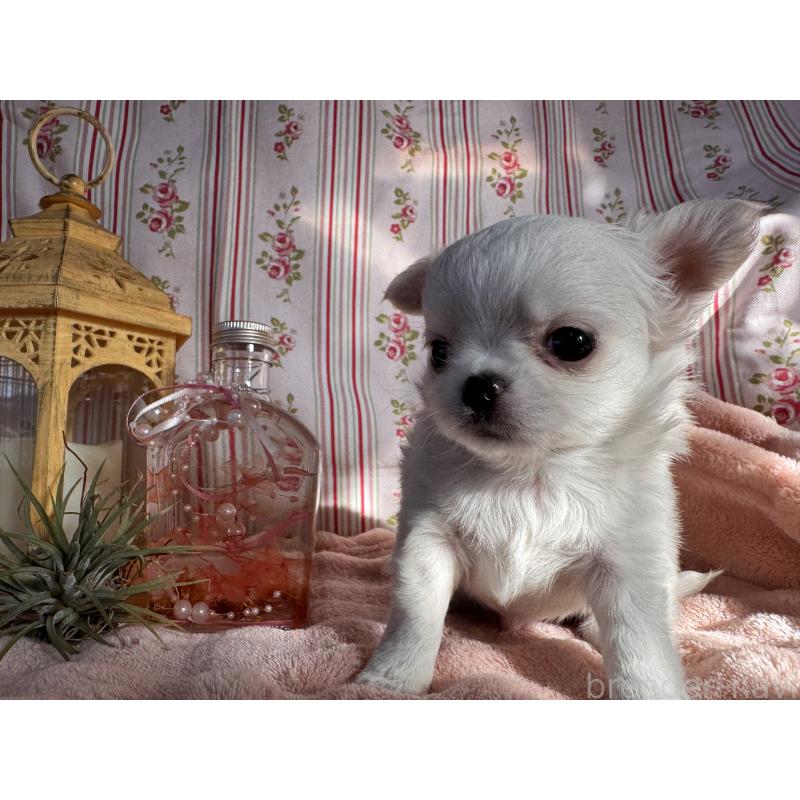 販売中の福岡県のチワワ(ロングコート)-435487の7枚目