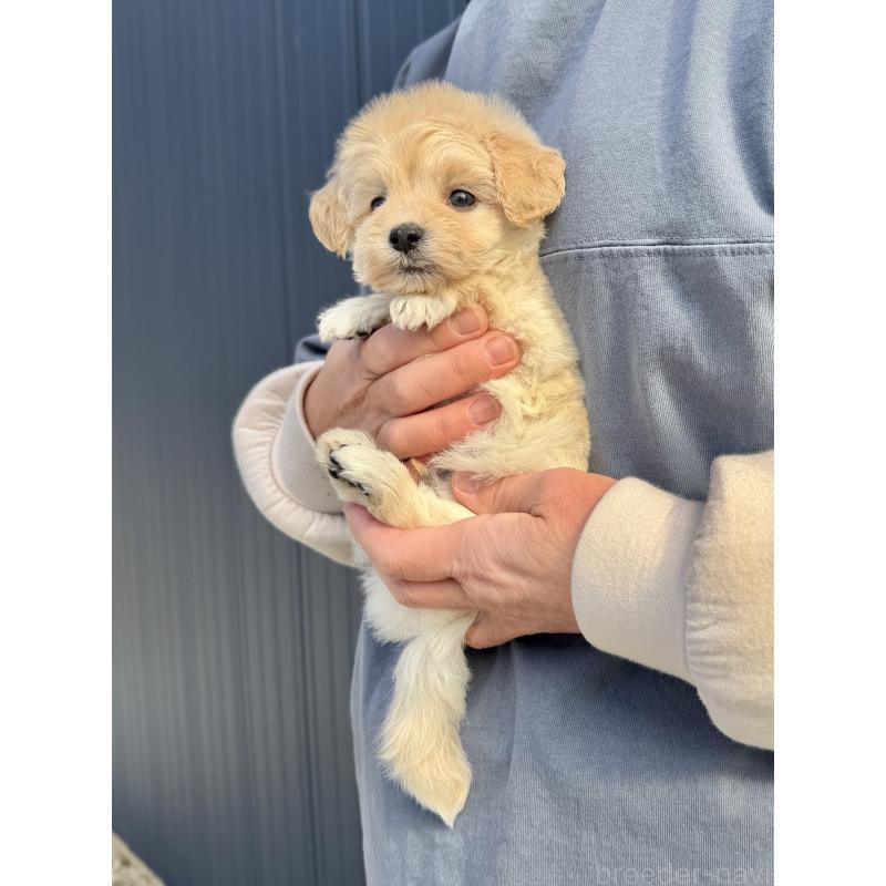 販売中の千葉県のマルプー:マルチーズ×トイプードル-432338の6枚目