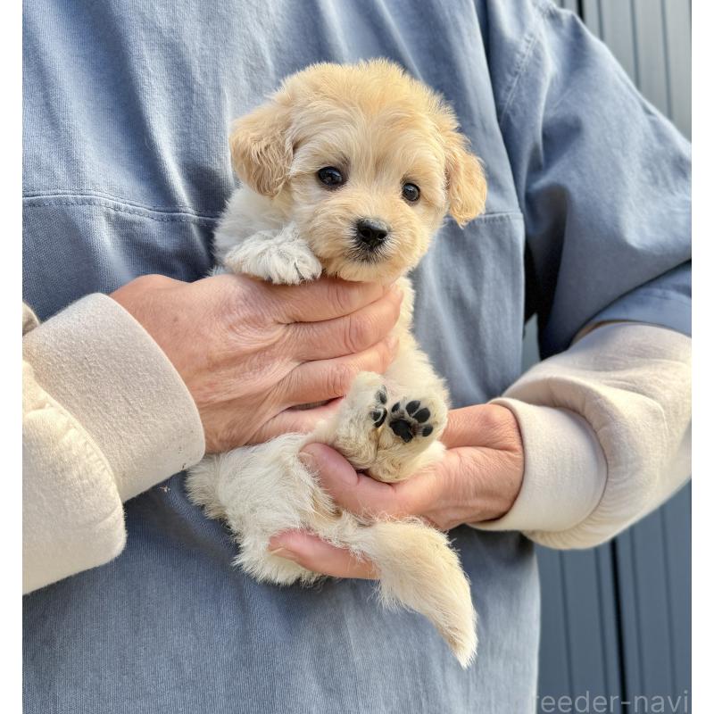 販売中の千葉県のマルプー:マルチーズ×トイプードル-432338の5枚目