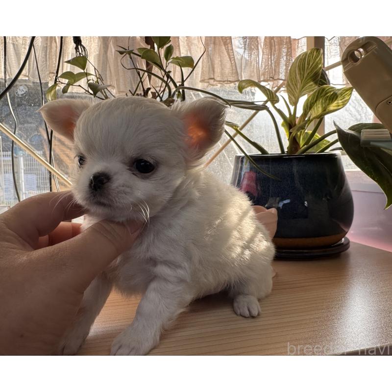 販売中の福岡県のチワワ(ロングコート)-435487の6枚目