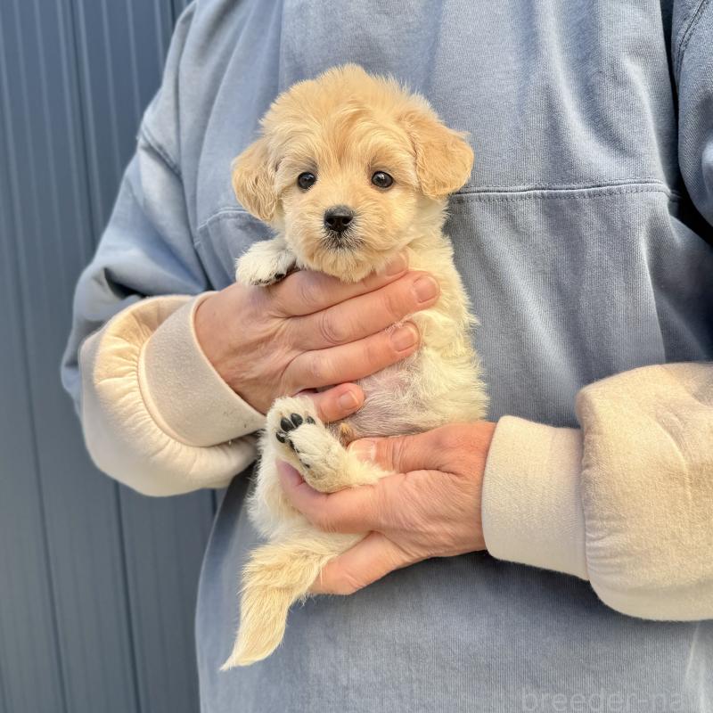 販売中の千葉県のマルプー:マルチーズ×トイプードル-432338の3枚目