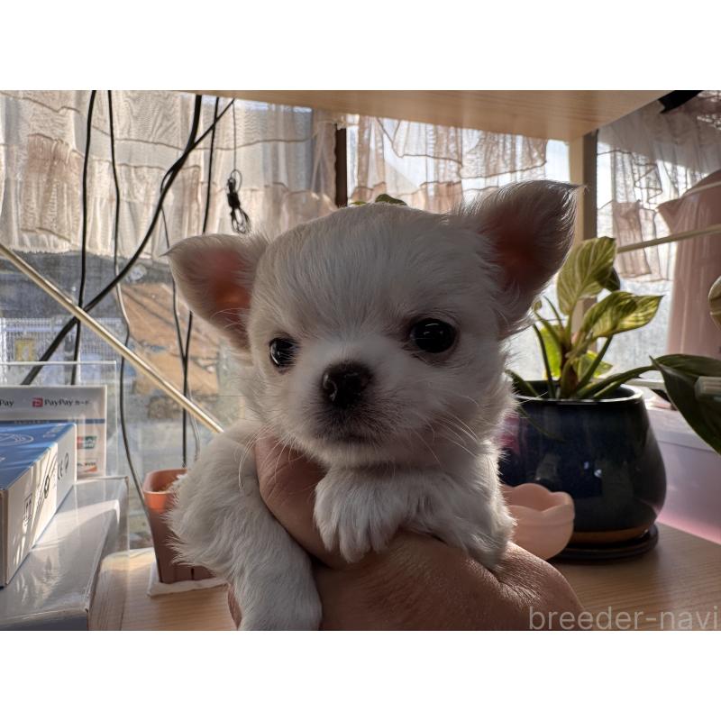 販売中の福岡県のチワワ(ロングコート)-435487の5枚目