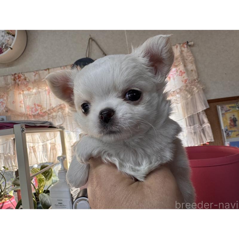 販売中の福岡県のチワワ(ロングコート)-435487の4枚目