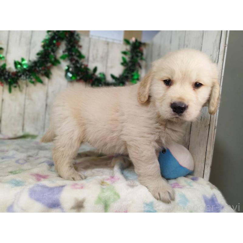 成約済の三重県のゴールデンレトリーバー-432252の4枚目