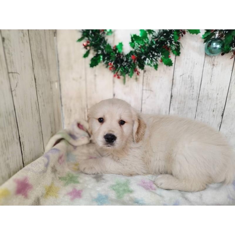 成約済の三重県のゴールデンレトリーバー-432252の3枚目