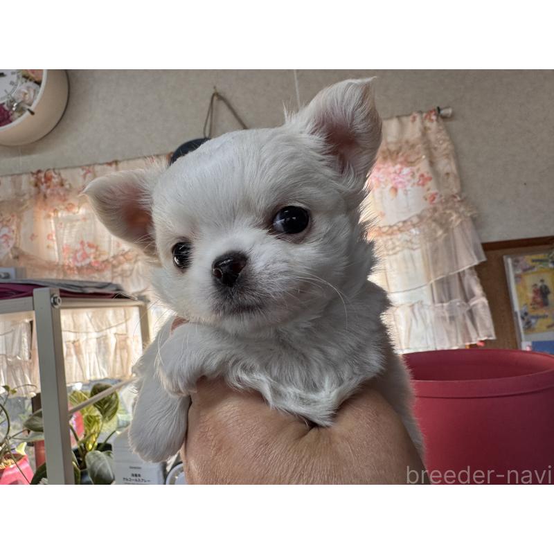 販売中の福岡県のチワワ(ロングコート)-435487の3枚目