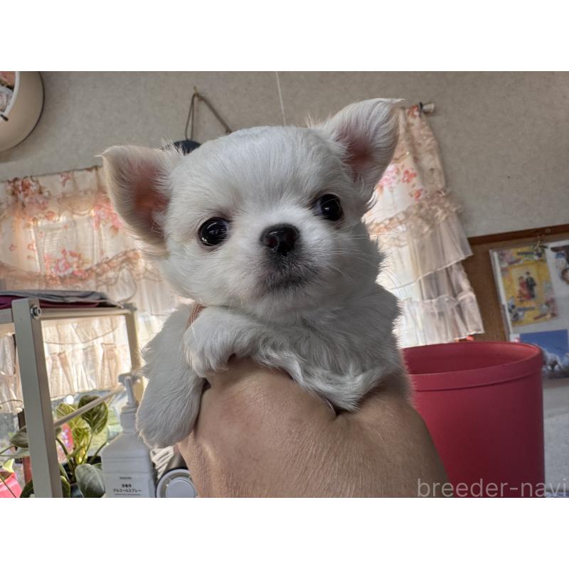 販売中の福岡県のチワワ(ロングコート)-435487の2枚目