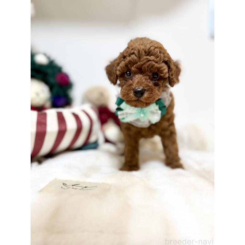 販売中の奈良県のトイプードル-433773