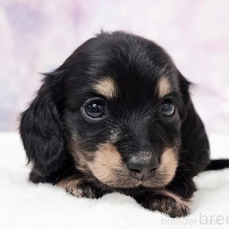 販売中の大阪府のミニチュアダックスフンド(ロングヘアード)-435486の1枚目