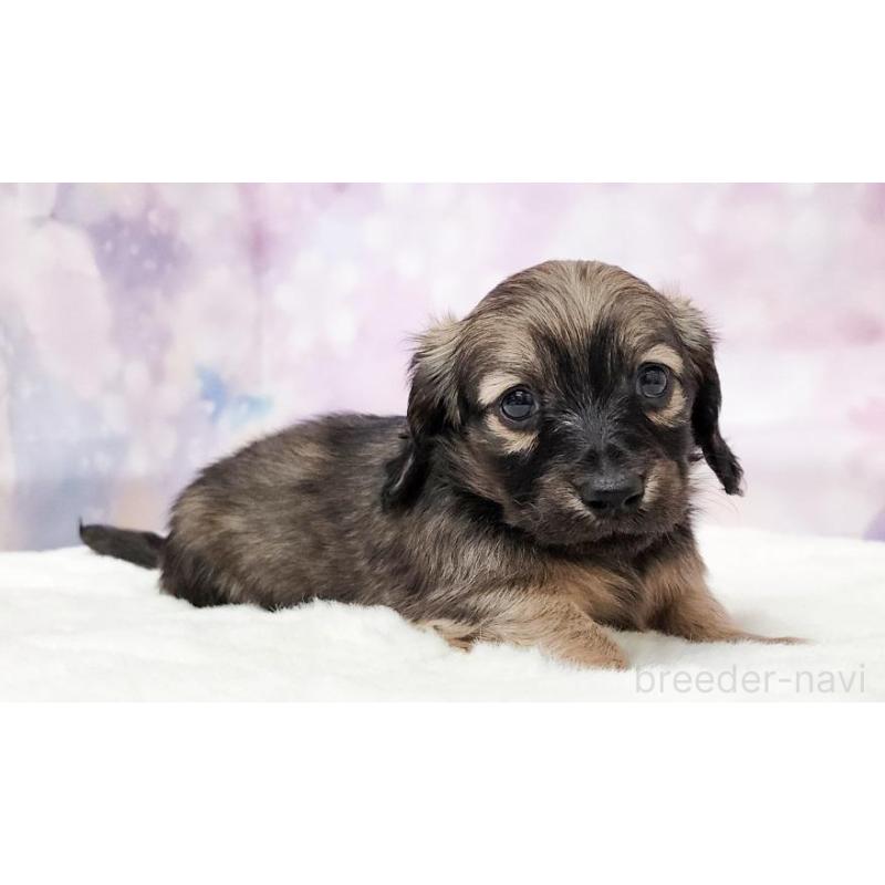 販売中の大阪府のミニチュアダックスフンド(ロングヘアード)-435488の6枚目