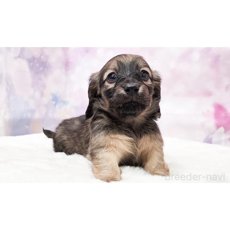 販売中の大阪府のミニチュアダックスフンド(ロングヘアード)-435488の5枚目