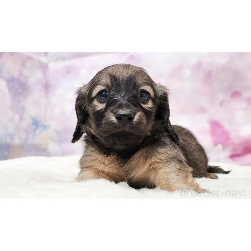 販売中の大阪府のミニチュアダックスフンド(ロングヘアード)-435488の4枚目