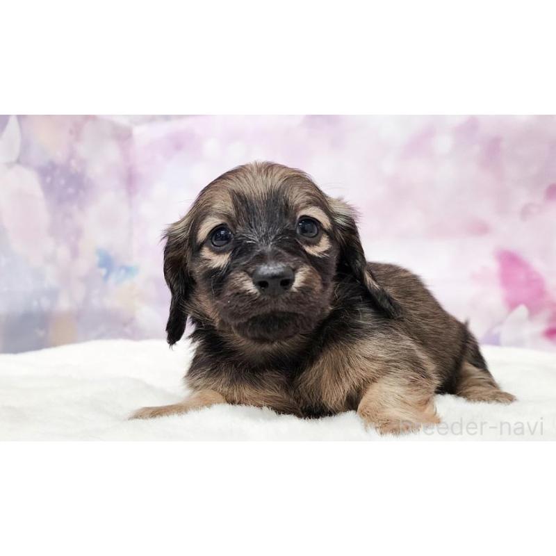 販売中の大阪府のミニチュアダックスフンド(ロングヘアード)-435488の3枚目