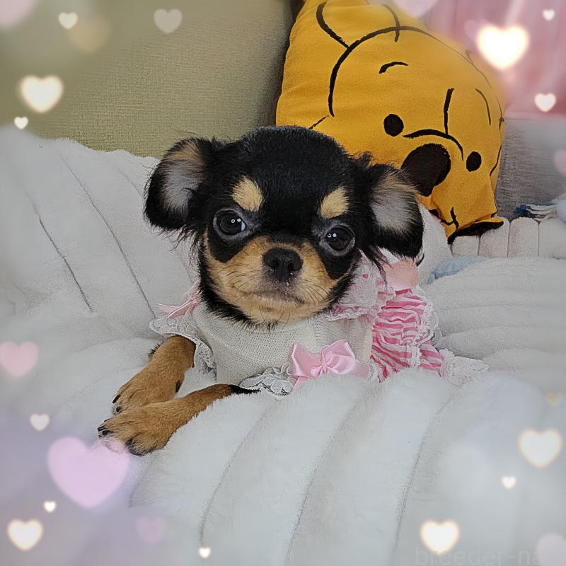 販売中の東京都のチワワ(ロングコート)-423308