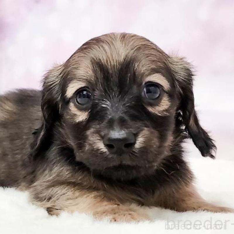 販売中の大阪府のミニチュアダックスフンド(ロングヘアード)-435488の1枚目