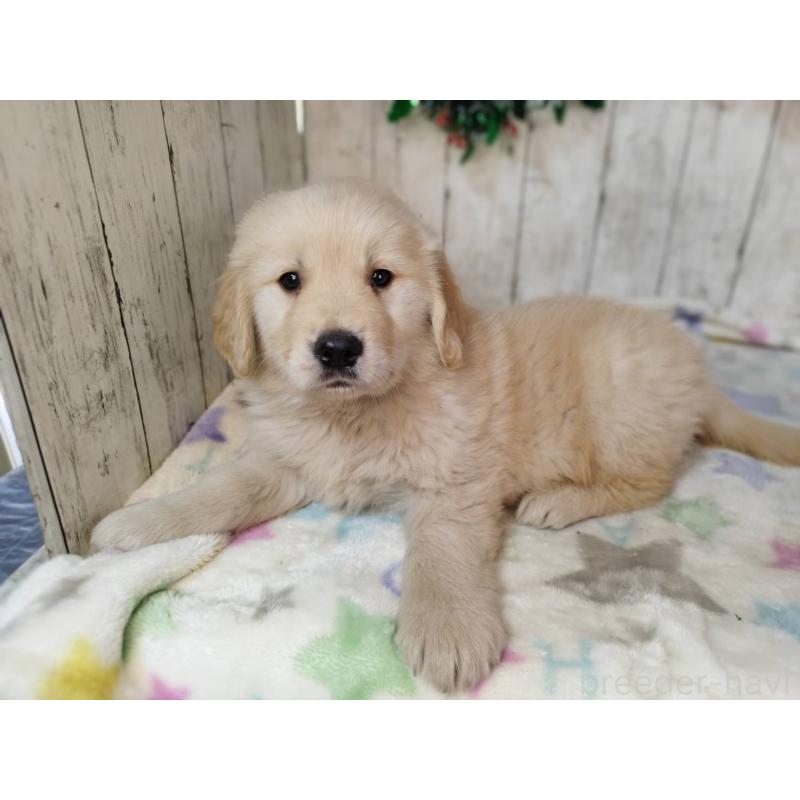 成約済の三重県のゴールデンレトリーバー-432257の5枚目