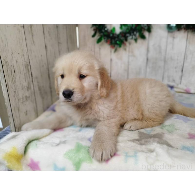 成約済の三重県のゴールデンレトリーバー-432257の4枚目