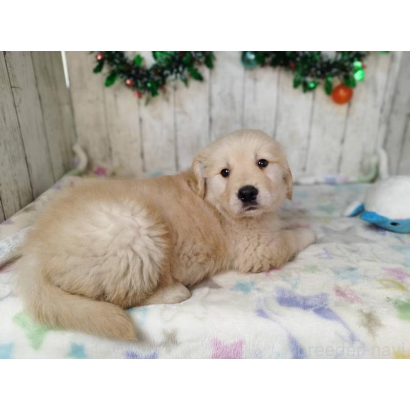 成約済の三重県のゴールデンレトリーバー-432257の3枚目