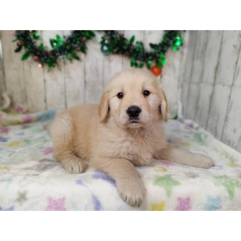 成約済の三重県のゴールデンレトリーバー-432257の2枚目