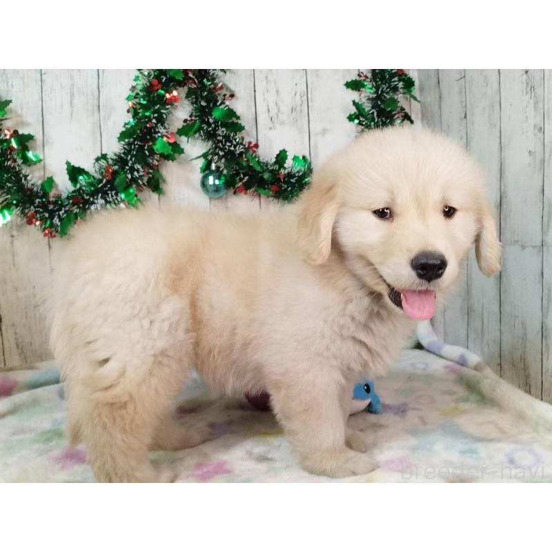 成約済の三重県のゴールデンレトリーバー-432258の5枚目