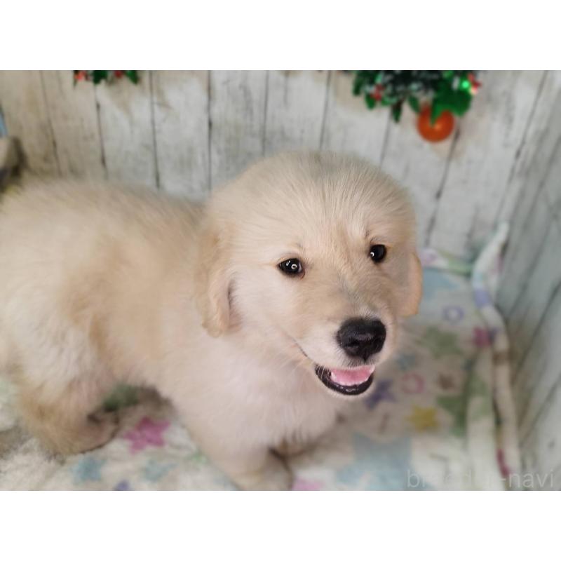 成約済の三重県のゴールデンレトリーバー-432258の4枚目