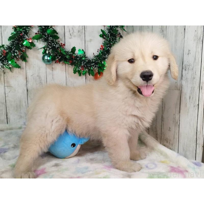 成約済の三重県のゴールデンレトリーバー-432258の3枚目