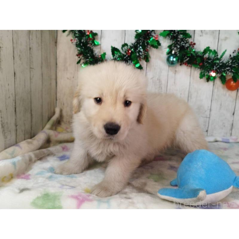 成約済の三重県のゴールデンレトリーバー-432258の2枚目