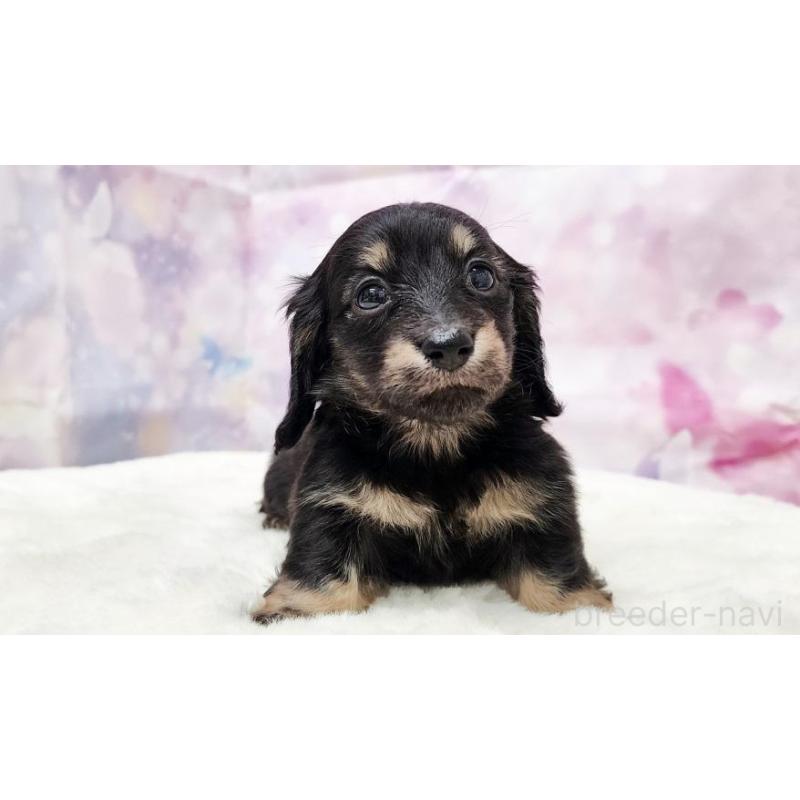 販売中の大阪府のミニチュアダックスフンド(ロングヘアード)-435489の5枚目