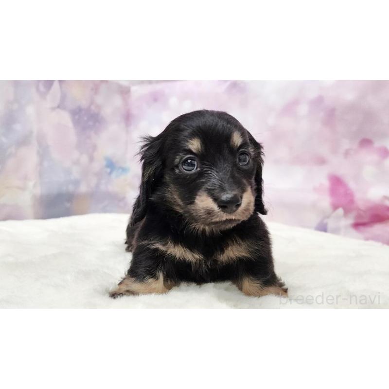 販売中の大阪府のミニチュアダックスフンド(ロングヘアード)-435489の4枚目