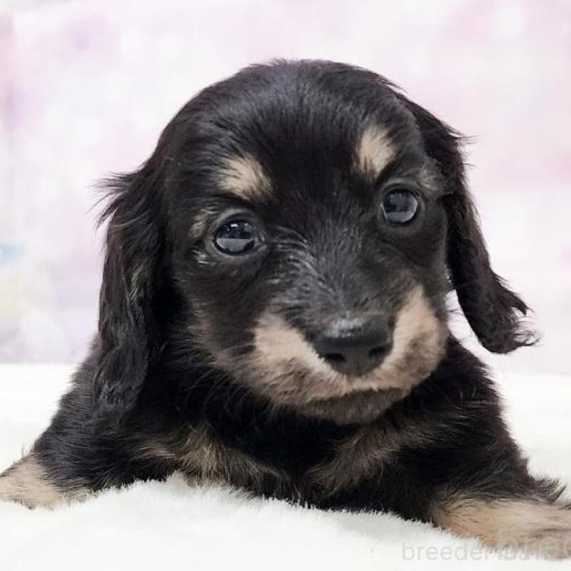 販売中の大阪府のミニチュアダックスフンド(ロングヘアード)-435489の1枚目