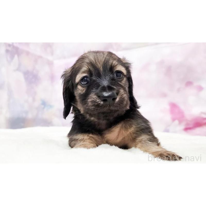 販売中の大阪府のミニチュアダックスフンド(ロングヘアード)-435490の5枚目