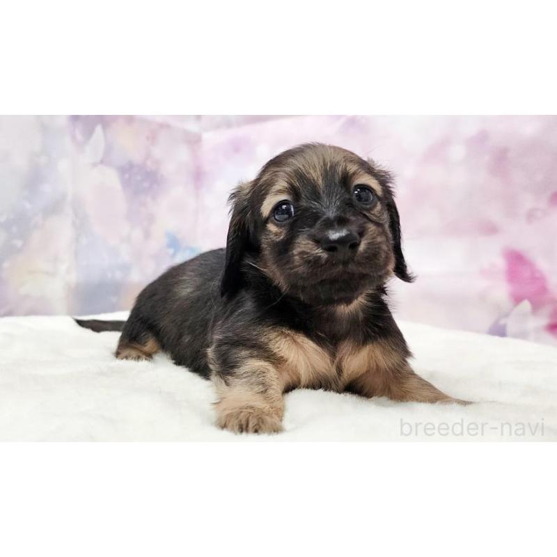 販売中の大阪府のミニチュアダックスフンド(ロングヘアード)-435490の4枚目