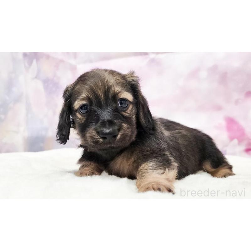 販売中の大阪府のミニチュアダックスフンド(ロングヘアード)-435490の3枚目