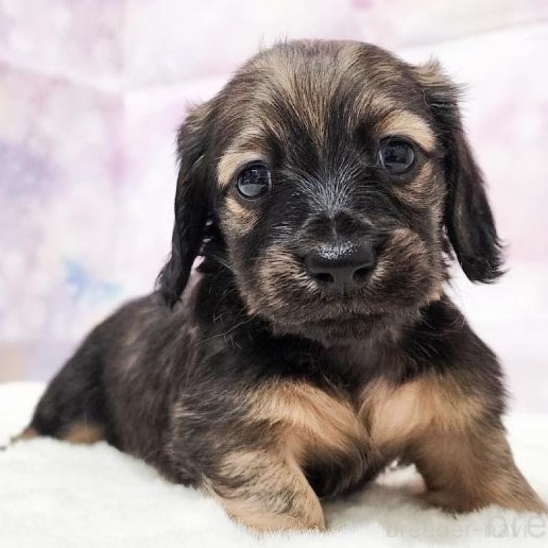 販売中の大阪府のミニチュアダックスフンド(ロングヘアード)-435490