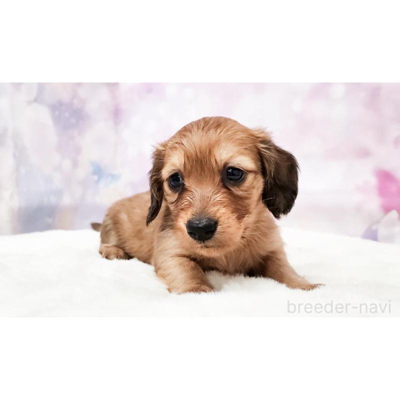 販売中の大阪府のミニチュアダックスフンド(ロングヘアード)-435491の5枚目