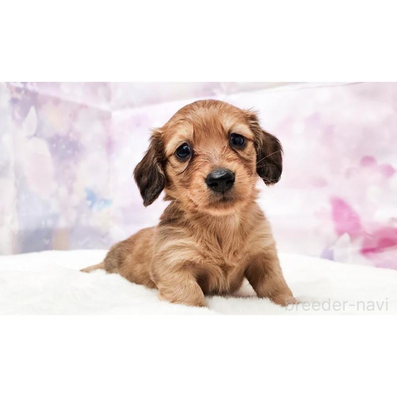 販売中の大阪府のミニチュアダックスフンド(ロングヘアード)-435491の4枚目