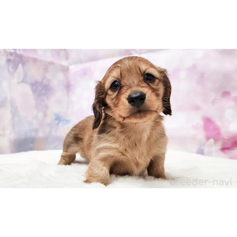 販売中の大阪府のミニチュアダックスフンド(ロングヘアード)-435491の2枚目