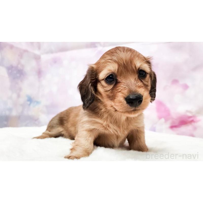 販売中の大阪府のミニチュアダックスフンド(ロングヘアード)-435491の3枚目