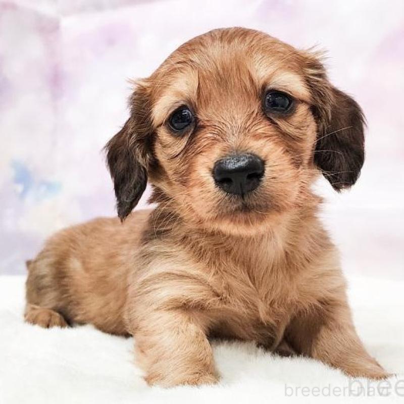 販売中の大阪府のミニチュアダックスフンド(ロングヘアード)-435491