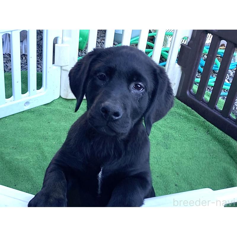 成約済の静岡県のラブラドールレトリーバー-422300の5枚目