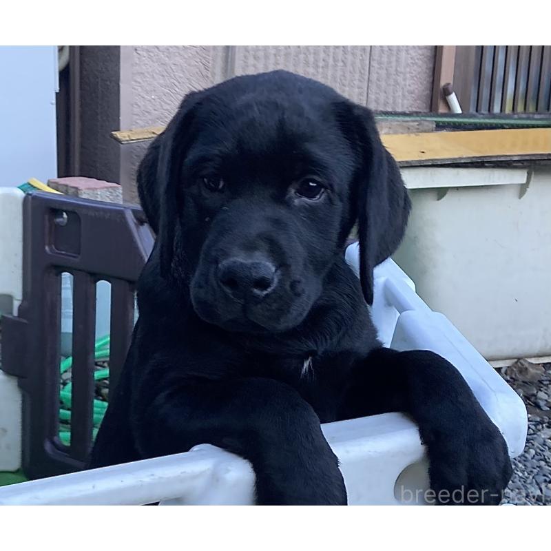 成約済の静岡県のラブラドールレトリーバー-422298の4枚目